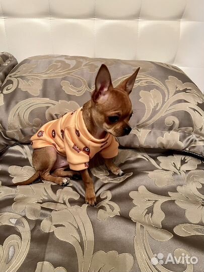 Толстовка для собак/кошек