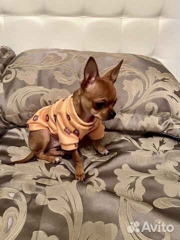 Толстовка для собак/кошек