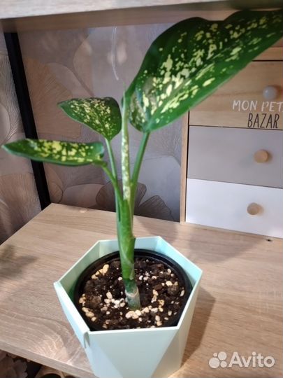 Комнатные растения: сансевиерия, эпипремнум и д.р