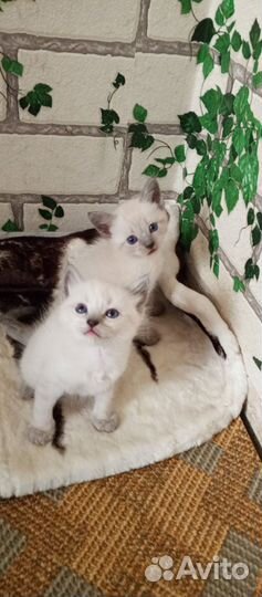 Котята Невские маскарадные