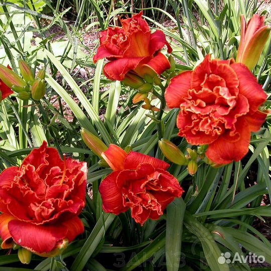 Многолетние растения для сада