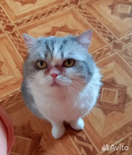 Самодостаточная Алиса