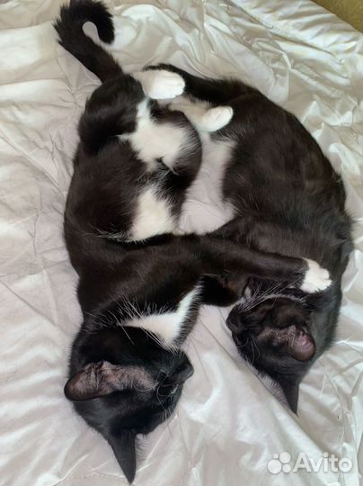 Кошка и котик