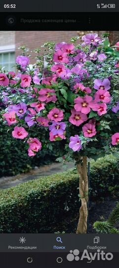 Гибискус уличный древовидный