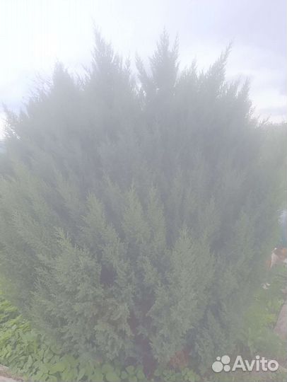 Можжевельник на банные веники и на посадку