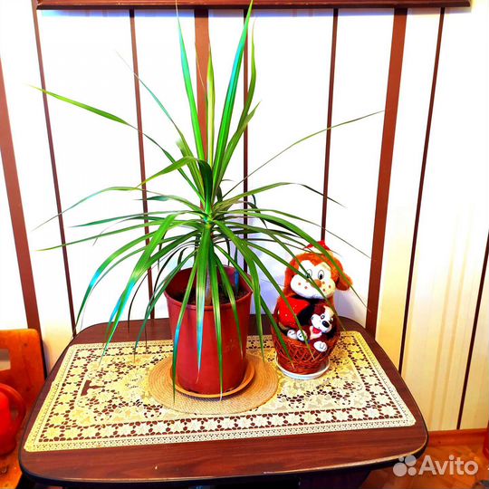 Пальма юкка