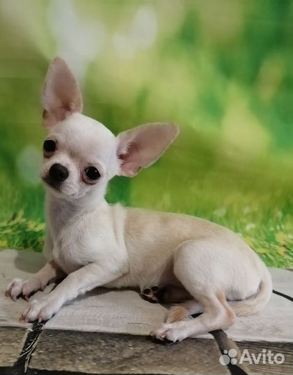 Чишка Очаровашка