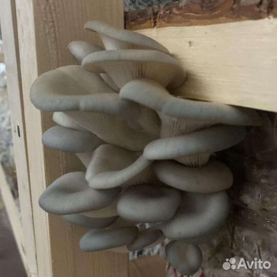 Мицелий вешенки зерновой