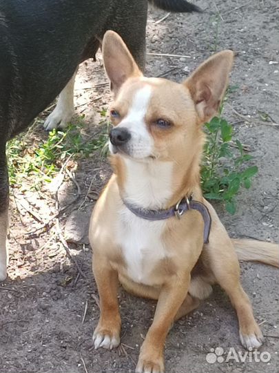 Щенки чихуахуа