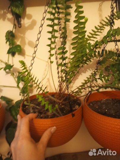 Папоротник нефролепис