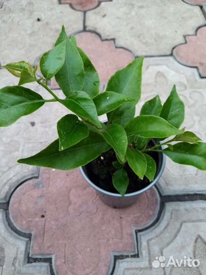 Брунгельвелия