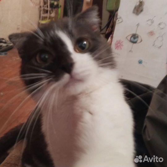 Кот в добрые руки