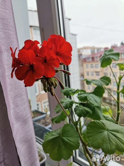 Пеларгония герань зональная/королевская