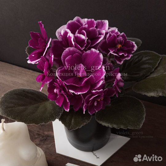 Сортовые фиалки, отправляю почтой