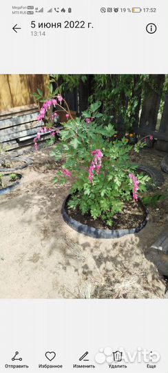 Многолетки : Жарки, Дицентра, Эквилегия