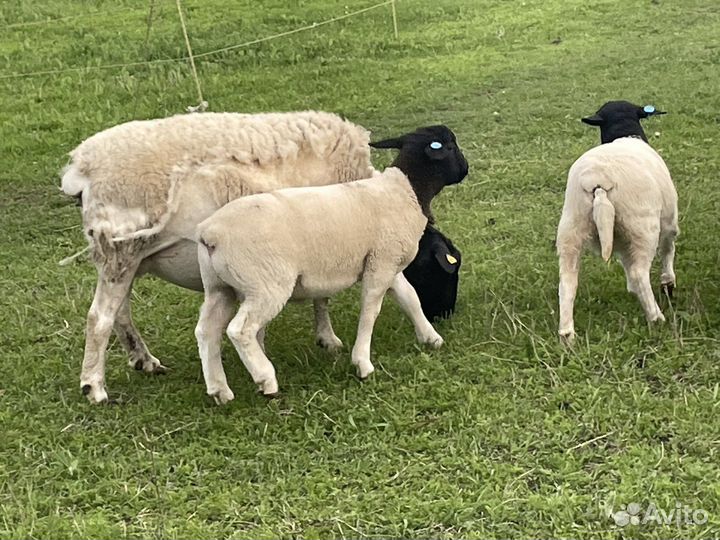 Ягнята Дорперы