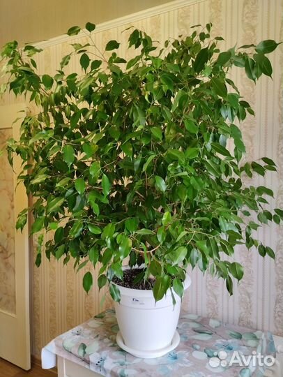 Фикус бенджамина