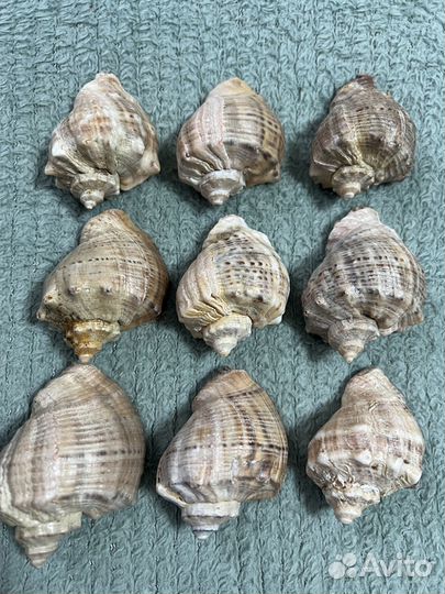 Морские ракушки раковины