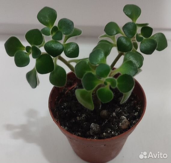 Аихризон (дерево любви)