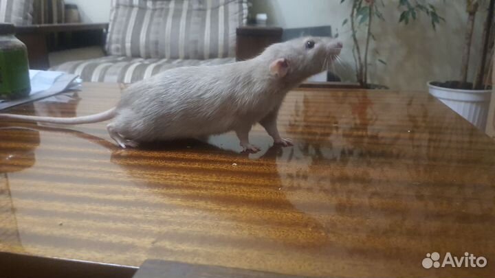 Крыса Дамбо 9 месяцев бесплатно