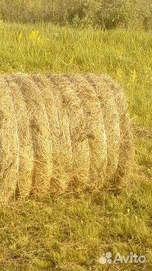 Продам сено в рулонах