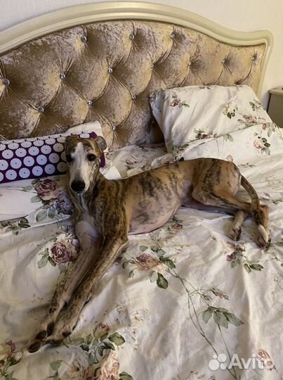 Передержка для собак