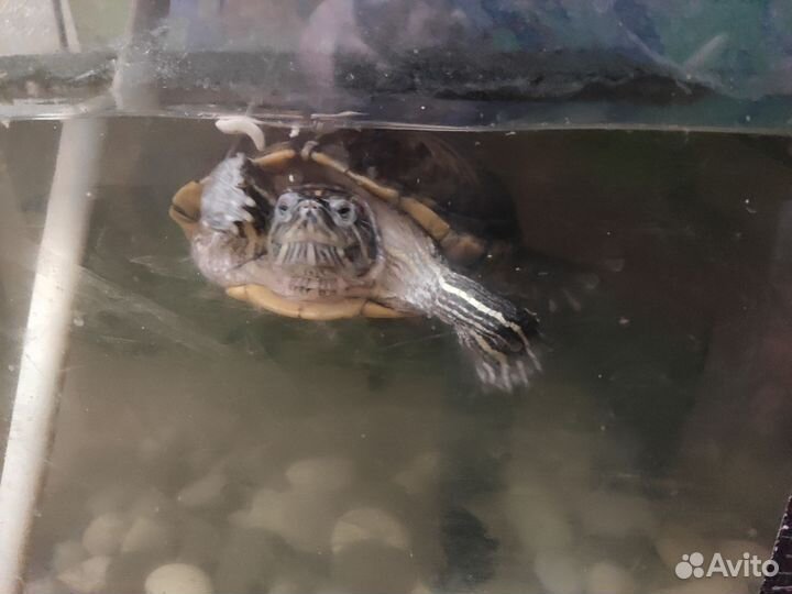Две красноухие черепахи в добрые руки