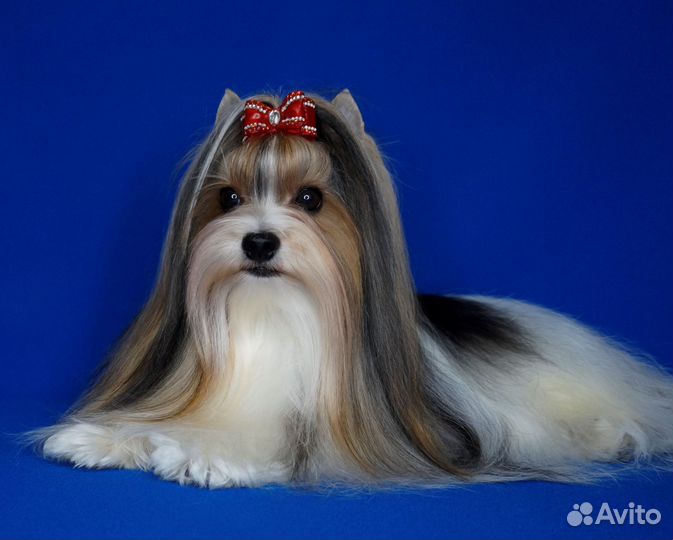 Щенки бивер