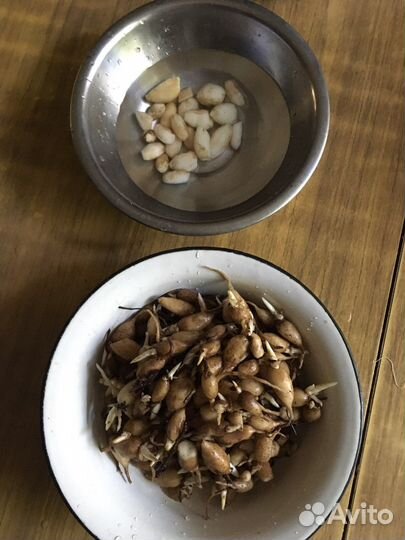 Корнеплод ятрышник