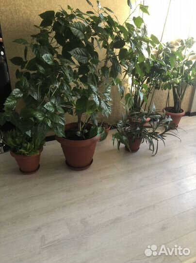 Цветы домашние