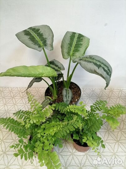 Схизматоглоттис моттлеана, Аглаонемы, Папоротники