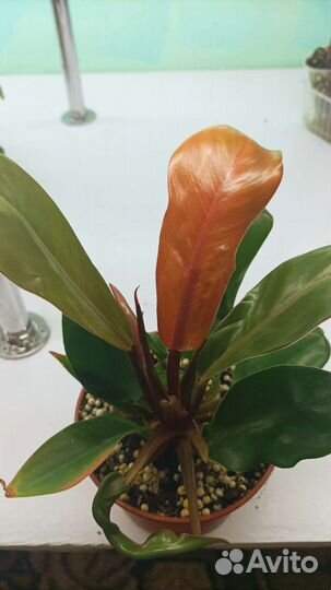 Филодендрон Принц Оранж