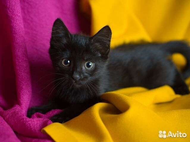 Котёнок девочка