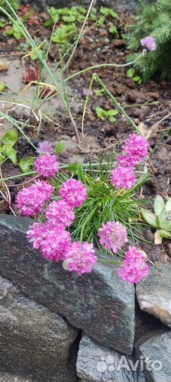 Саженцы многолетников/ хосты/суккуленты