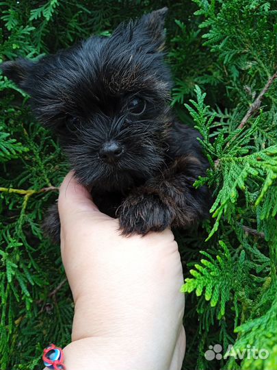 Щенки Йорка мальчики мини и стандарт