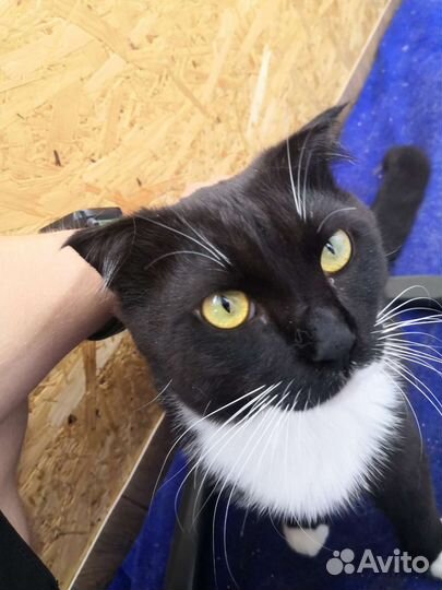 Кошки, коты, котята в добрые руки