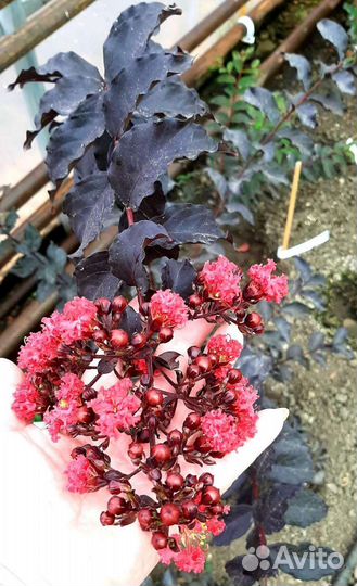 Питтоспорум вариегатный