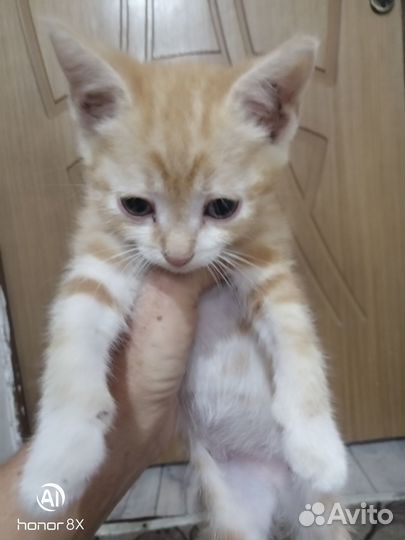 Котятя британцы