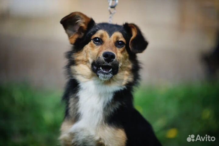 Мальчишке ищем дом