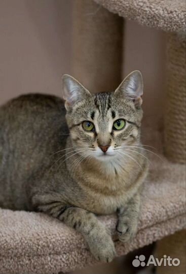 Ласковая шпротинка Рябинка в добрые руки