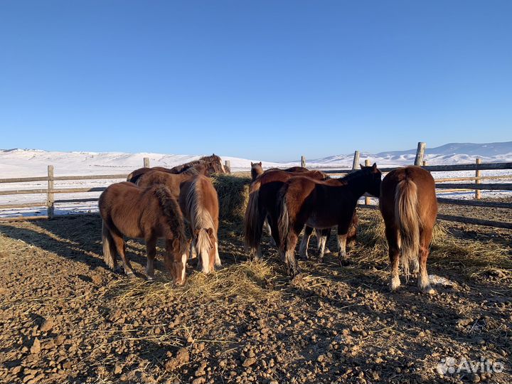 Продаю жеребят русской тяжеловозной породы