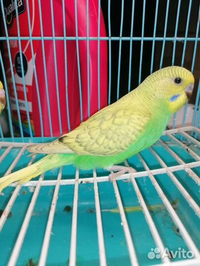 Птенцы кареллы, волнистый попугай