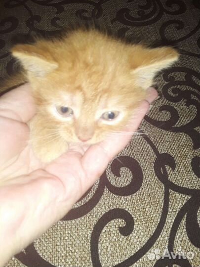 Кошка в дар бесплатно