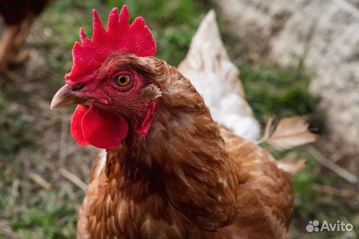 Куры несушки Коричневые