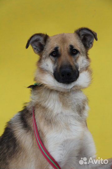 Собаки бесплатно