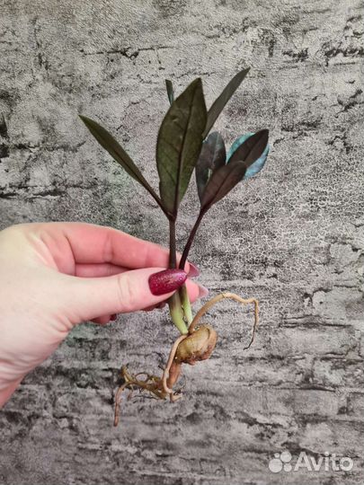 Замиокулькас изумрудный Блэк