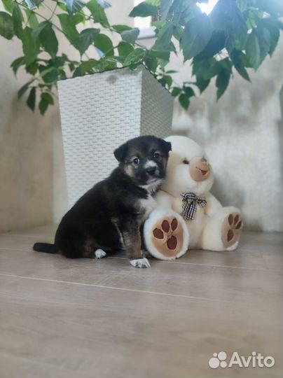 Щенки в добрые руки