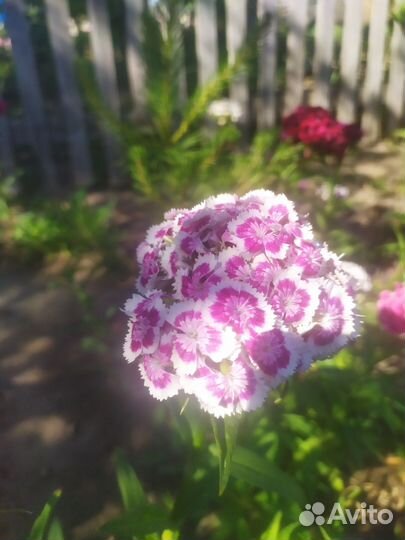 Многолетний цветок