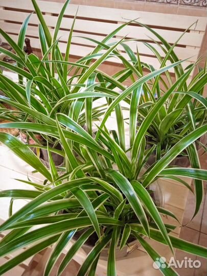 Хлорофитум