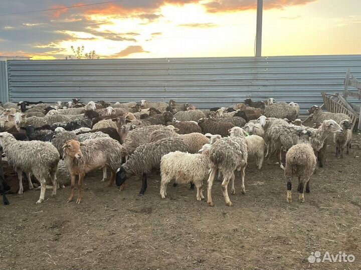 Продаются овцы овце-матки и ягнята 1000+ голов